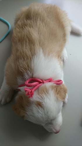 ボーダーコリー ブリーダー 子犬専門店AngelWan 横浜