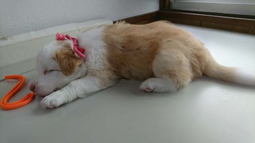 ボーダーコリー ブリーダー 子犬専門店AngelWan 横浜