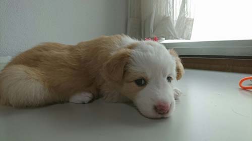 ボーダーコリー ブリーダー 子犬専門店AngelWan 横浜