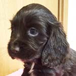 イングリッシュコッカースパニエル ブリーダー 子犬専門　AngelWan 横浜