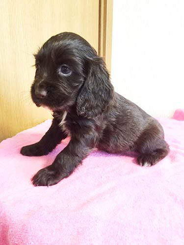 イングリッシュコッカースパニエル ブリーダー 子犬専門　AngelWan 横浜