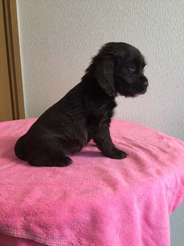 イングリッシュコッカースパニエル ブリーダー 子犬専門　AngelWan 横浜