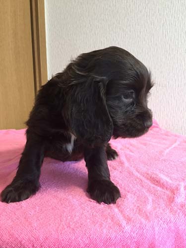 イングリッシュコッカースパニエル ブリーダー 子犬専門　AngelWan 横浜