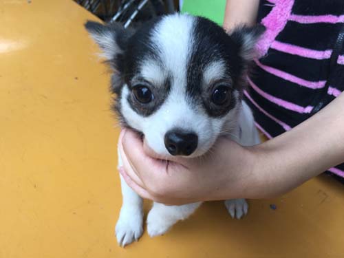 チワワ　ロングコートブリーダー 子犬専門　AngelWan 横浜