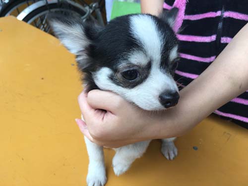 チワワ　ロングコート　ブリーダー 子犬専門　AngelWan 横浜