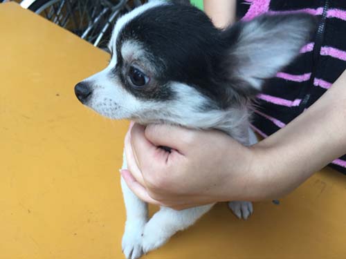 チワワ　ロングコートブリーダー 子犬専門　AngelWan 横浜