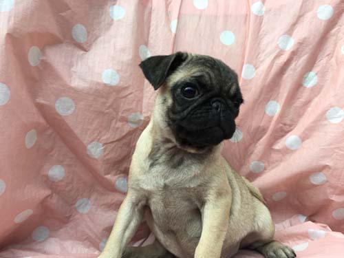 パグ　ブリーダー 子犬専門　AngelWan 横浜