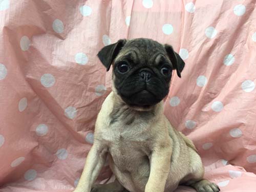 パグ　ブリーダー 子犬専門　AngelWan 横浜