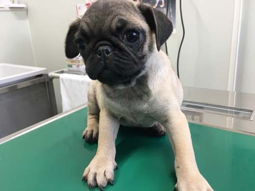 パグ　ブリーダー 子犬専門　AngelWan 横浜