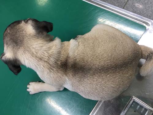 パグ　ブリーダー 子犬専門　AngelWan 横浜