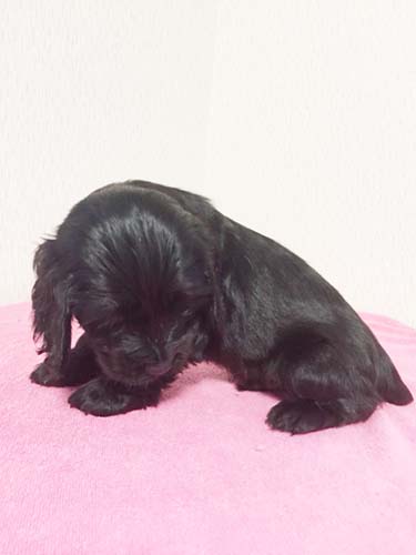 イングリッシュコッカースパニエル ブリーダー 子犬専門　AngelWan 横浜