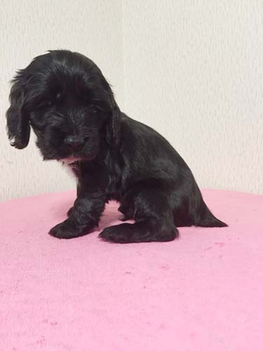 イングリッシュコッカースパニエル ブリーダー 子犬専門　AngelWan 横浜