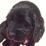 イングリッシュコッカースパニエル ブリーダー 子犬専門　AngelWan 横浜