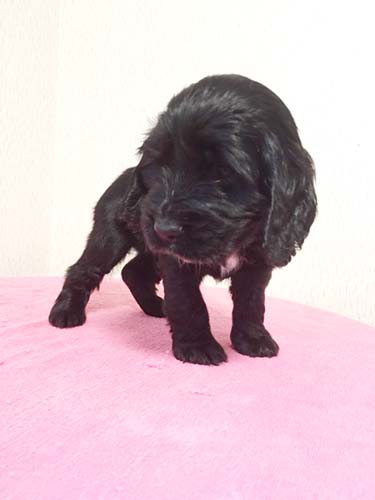 イングリッシュコッカースパニエル ブリーダー 子犬専門　AngelWan 横浜