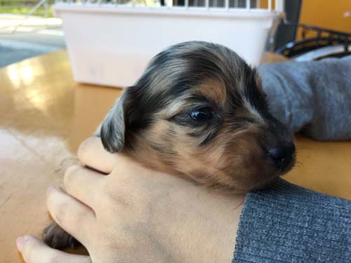 ミニチュアダックスフンド 子犬専門　AngelWan 横浜