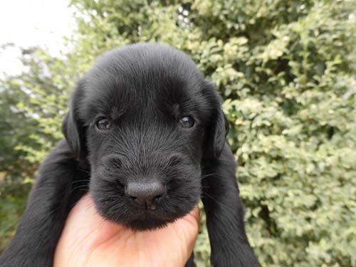 フラットコーテッドレトリバー ブリーダー 子犬専門　AngelWan 横浜