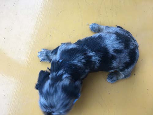 ミニチュアダックスフンド 子犬専門 AngelWan 横浜