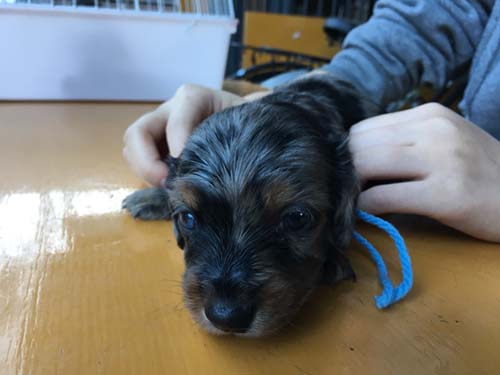 ミニチュアダックスフンド 子犬専門 AngelWan 横浜