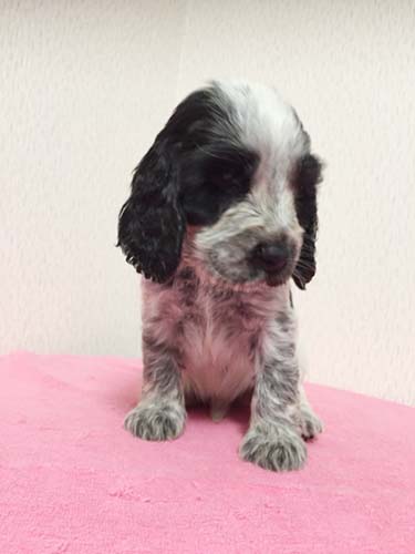 イングリッシュコッカースパニエル ブリーダー 子犬専門　AngelWan 横浜