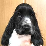 イングリッシュコッカースパニエル ブリーダー 子犬専門 AngelWan 横浜