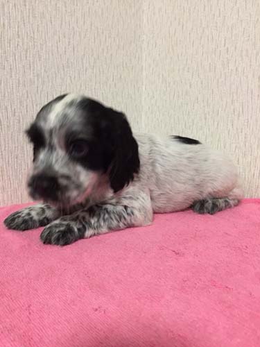 イングリッシュコッカースパニエル ブリーダー 子犬専門　AngelWan 横浜