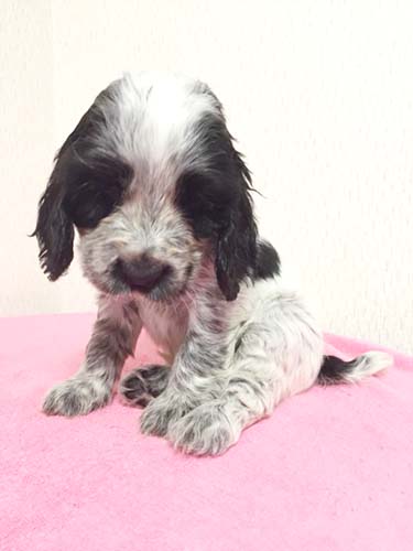 イングリッシュコッカースパニエル ブリーダー 子犬専門　AngelWan 横浜
