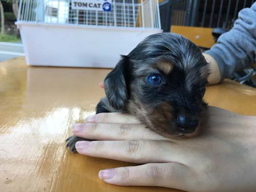 ミニチュアダックスフンド 子犬専門 AngelWan 横浜