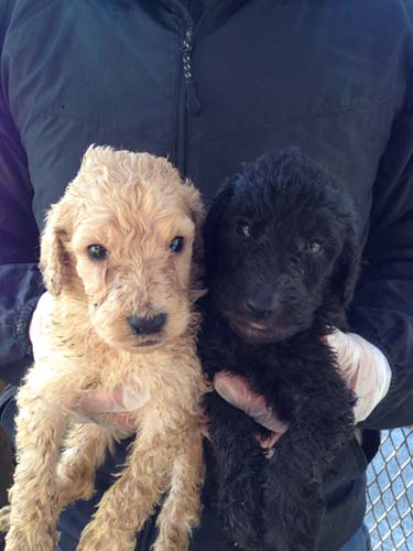  スタンダードプードル ブリーダー 子犬専門　AngelWan 横浜