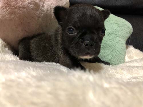 フレンチブルドッグの子犬　ブリーダー 子犬専門　AngelWan 横浜