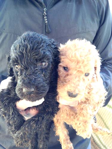 スタンダードプードル ブリーダー 子犬専門　AngelWan 横浜