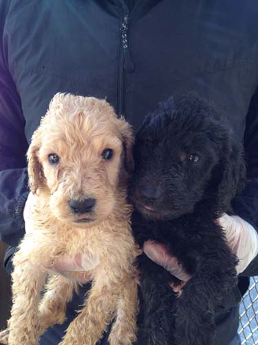  スタンダードプードル ブリーダー 子犬専門　AngelWan 横浜