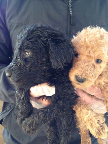 スタンダードプードル ブリーダー 子犬専門　AngelWan 横浜
