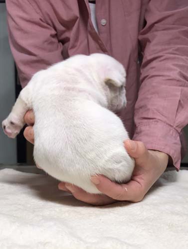 フレンチブルドッグの子犬　ブリーダー 子犬専門　AngelWan 横浜
