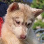 シベリアンハスキー　ブリーダー 子犬専門　AngelWan 横浜