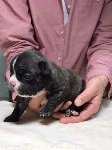 フレンチブルドッグの子犬　ブリーダー 子犬専門　AngelWan 横浜