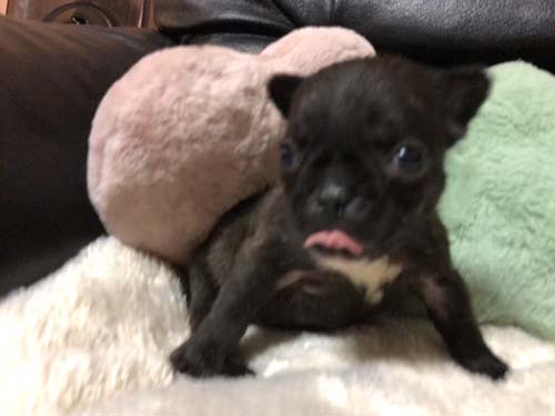 フレンチブルドッグの子犬　ブリーダー 子犬専門　AngelWan 横浜