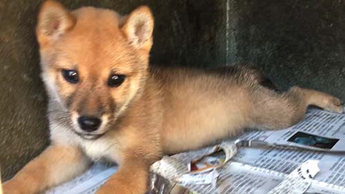 豆柴 ブリーダー 子犬専門 AngelWan 横浜