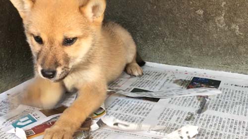 豆柴 ブリーダー 子犬専門 AngelWan 横浜