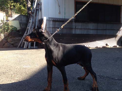 ドーベルマン　ブリーダー 子犬専門　AngelWan 横浜