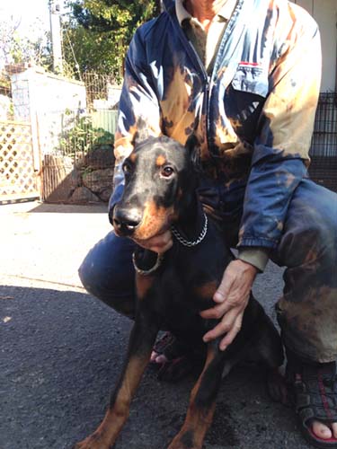 ドーベルマン　ブリーダー 子犬専門　AngelWan 横浜