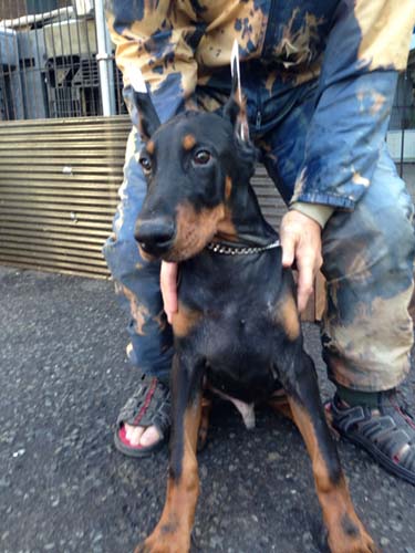 ドーベルマン　ブリーダー 子犬専門　AngelWan 横浜