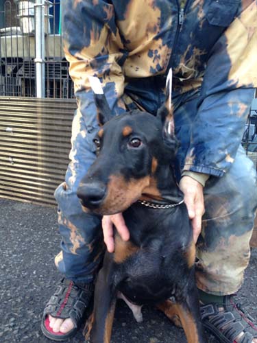 ドーベルマン　ブリーダー 子犬専門　AngelWan 横浜