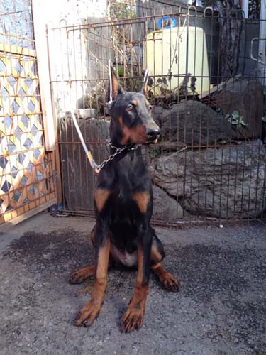 ドーベルマンの子犬　ブリーダー 子犬専門　AngelWan 横浜