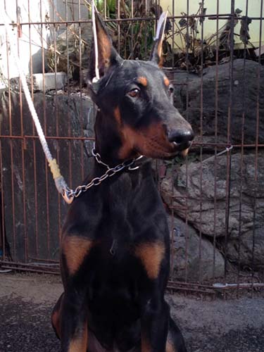 ドーベルマンの子犬　ブリーダー 子犬専門　AngelWan 横浜