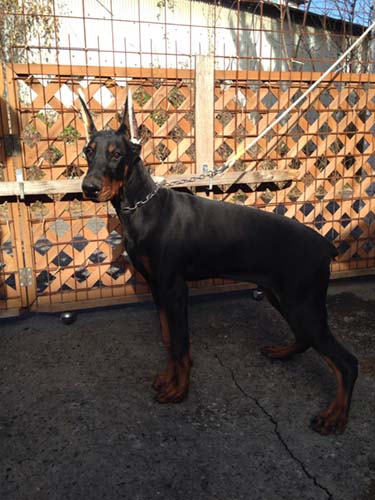 ドーベルマンの子犬　ブリーダー 子犬専門　AngelWan 横浜