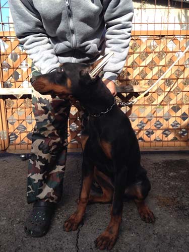 ドーベルマンの子犬　ブリーダー 子犬専門　AngelWan 横浜