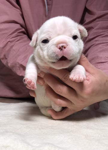 フレンチブルドッグの子犬 ブリーダー 子犬専門 AngelWan 横浜