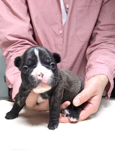 フレンチブルドッグの子犬　ブリーダー 子犬専門　AngelWan 横浜