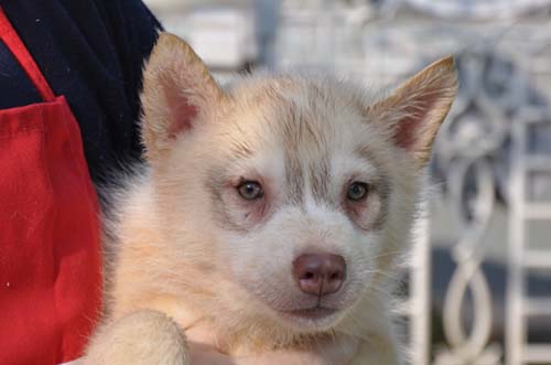 シベリアンハスキー　ブリーダー 子犬専門　AngelWan 横浜