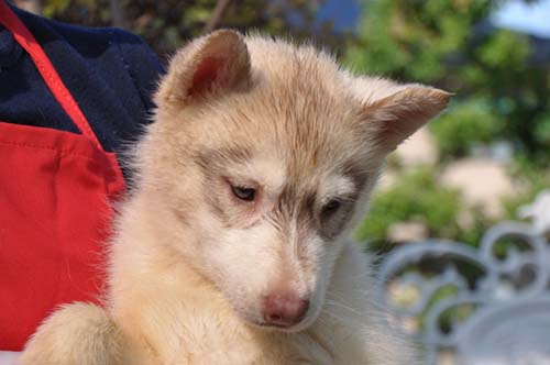 シベリアンハスキー　ブリーダー 子犬専門　AngelWan 横浜